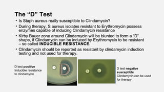The “D” Test
• Is Staph aureus really susceptible to Clindamycin?Is Staph aureus really susceptible to Clindamycin?
• During therapy, S aureus isolates resistant to Erythromycin possessDuring therapy, S aureus isolates resistant to Erythromycin possess
enzymes capable of inducing Clindamycin resistanceenzymes capable of inducing Clindamycin resistance
• Kirby Bauer zone around Clindamycin will be blunted to form a “D”Kirby Bauer zone around Clindamycin will be blunted to form a “D”
shape, if Clindamycin can be induced by Erythromycin to be resistantshape, if Clindamycin can be induced by Erythromycin to be resistant
– so called– so called INDUCIBLE RESISTANCEINDUCIBLE RESISTANCE..
• Clindamycin should be reported as resistant by clindamycin inductionClindamycin should be reported as resistant by clindamycin induction
testing and not used for therapy.testing and not used for therapy.
D test positive
Inducible resistance
to clindamycin
D test negative
susceptible
Clindamycin can be used
for therapy
 