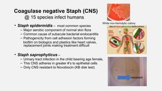 Coagulase negative Staph (CNS)
@ 15 species infect humans
• Staph epidermidis – most common species
– Major aerobic component of normal skin flora
– Common cause of subacute bacterial endocarditis
– Pathogenicity from cell adhesion factors forming
biofilm on biologics and plastics like heart valves, Catheters and
replacement joints making treatment difficult
• Staph saprophyticus –
– Urinary tract infection in the child bearing age female,
– This CNS adheres in greater #’s to epithelial cells
– Only CNS resistant to Novobiocin (KB disk test)
White non-hemolytic colony
resistant
 
