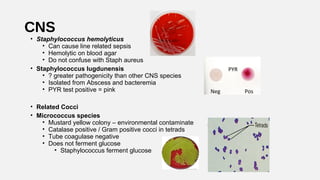 CNS
• Staphylococcus hemolyticus
• Can cause line related sepsis
• Hemolytic on blood agar
• Do not confuse with Staph aureus
• Staphylococcus lugdunensis
• ? greater pathogenicity than other CNS species
• Isolated from Abscess and bacteremia
• PYR test positive = pink
• Related Cocci
• Micrococcus species
• Mustard yellow colony – environmental contaminate
• Catalase positive / Gram positive cocci in tetrads
• Tube coagulase negative
• Does not ferment glucose
• Staphylococcus ferment glucose
Neg Pos
PYR
 