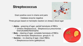 Streptococcus
Gram positive cocci in chains and pairs
Catalase enzyme negative
Three groups based on hemolytic reaction on sheep’s blood agar
• Alpha – greening of agar, partial hemolysis of RBCs
• Viridans Streptococcus, Streptococcus pneumoniae,
Granulicatella/Abiotrophia
• Beta – clearing of agar, complete hemolysis of RBCs
• Beta hemolytic Streptococcus groups A - G
• Gamma – no clearing of agar, intact RBCs
• Streptococcus bovis (gallolyticus)
 