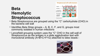 Beta
Hemolytic
Streptococcus
• Beta Streptococcus are grouped using the “C” carbohydrate (CHO) in
the bacteria cell wall
• Identifies Beta Strep groups – A, B, C, F, and G, groups most
commonly isolated in human infections
• Lancefield grouping system uses the “C” CHO in the cell wall of
Streptococcus as the antigen in a slide agglutination test with
monoclonal antibody (A<B<C<F<G) attached to latex beads -
+
-
 