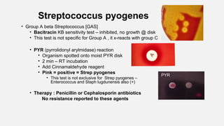 Streptococcus pyogenes
• Group A beta Streptococcus [GAS]
• Bacitracin KB sensitivity test – inhibited, no growth @ disk
• This test is not specific for Group A , it x-reacts with group C
• PYR (pyrrolidonyl arylmidase) reaction
• Organism spotted onto moist PYR disk
• 2 min – RT incubation
• Add Cinnamaldehyde reagent
• Pink = positive = Strep pyogenes
• This test is not exclusive for Strep pyogenes –
Enterococcus and Staph lugdunensis also (+)
• Therapy : Penicillin or Cephalosporin antibiotics
No resistance reported to these agents
PYR
 