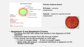 • Streptolysin O and Streptolysin S toxins
• Comprise the ASO titer assay that assists in the diagnosis of GAS
sequelae
• Cell toxins lead to evasion from the immune system
• Toxin activity can be demonstrated on solid agar
• O toxin is oxygen labile S toxin is oxygen stable
• When both are present - increased hemolysis is apparent on 5%
Sheep’s blood agar
Primary virulence factors:
M Protein – prevents
phagocytosis
Capsule – hyaluronic capsule prevents
phagocytosis
 