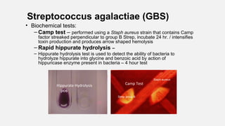 Streptococcus agalactiae (GBS)
• Biochemical tests:
– Camp test – performed using a Staph aureus strain that contains Camp
factor streaked perpendicular to group B Strep, incubate 24 hr. / intensifies
toxin production and produces arrow shaped hemolysis
– Rapid hippurate hydrolysis –
– Hippurate hydrolysis test is used to detect the ability of bacteria to
hydrolyze hippurate into glycine and benzoic acid by action of
hippuricase enzyme present in bacteria – 4 hour test
pos
Staph aureus
Strep group B
Camp TestHippurate Hydrolysis
 