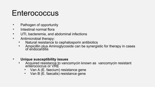Enterococcus
• Pathogen of opportunity
• Intestinal normal flora
• UTI, bacteremia, and abdominal infections
• Antimicrobial therapy:
• Natural resistance to cephalosporin antibiotics
• Ampicillin plus Aminoglycoside can be synergistic for therapy in cases
of endocarditis
• Unique susceptibility issues
• Acquired resistance to vancomycin known as vancomycin resistant
enterococcus or VRE
• Van A (E. faecium) resistance gene
• Van B (E. faecalis) resistance gene
 
