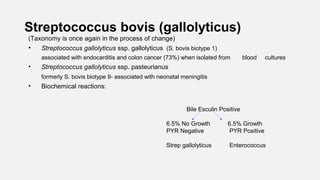 Streptococcus bovis (gallolyticus)
(Taxonomy is once again in the process of change)
• Streptococcus gallolyticus ssp. gallolyticus (S. bovis biotype 1)
associated with endocarditis and colon cancer (73%) when isolated from blood cultures
• Streptococcus gallolyticus ssp. pasteurianus
formerly S. bovis biotype II- associated with neonatal meningitis
• Biochemical reactions:
Bile Esculin Positive
6.5% No Growth 6.5% Growth
PYR Negative PYR Positive
Strep gallolyticus Enterococcus
 