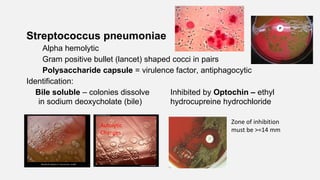 Streptococcus pneumoniae
Alpha hemolytic
Gram positive bullet (lancet) shaped cocci in pairs
Polysaccharide capsule = virulence factor, antiphagocytic
Identification:
Bile soluble – colonies dissolve Inhibited by Optochin – ethyl
in sodium deoxycholate (bile) hydrocupreine hydrochloride
Zone of inhibition
must be >=14 mm
Autolytic
Changes
 