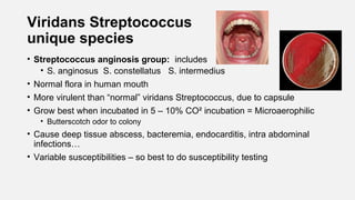 Viridans Streptococcus
unique species
• Streptococcus anginosis group: includes
• S. anginosus S. constellatus S. intermedius
• Normal flora in human mouth
• More virulent than “normal” viridans Streptococcus, due to capsule
• Grow best when incubated in 5 – 10% CO² incubation = Microaerophilic
• Butterscotch odor to colony
• Cause deep tissue abscess, bacteremia, endocarditis, intra abdominal
infections…
• Variable susceptibilities – so best to do susceptibility testing
 