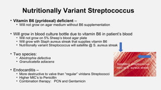 Nutritionally Variant Streptococcus
• Vitamin B6 (pyridoxal) deficient –
• Will not grow on agar medium without B6 supplementation
• Will grow in blood culture bottle due to vitamin B6 in patient’s blood
• Will not grow on 5% Sheep’s blood agar plate
• Will grow with Staph aureus streak that supplies vitamin B6
• Nutritionally variant Streptococcus will satellite @ S. aureus streak
• Two species:
• Abiotrophia defectiva
• Granulicatella adiacens
• Endocarditis –
• More destructive to valve than “regular” viridans Streptococci
• Higher MIC’s to Penicillin
• Combination therapy: PCN and Gentamicin
Satelliting streptococcus
next to S. aureus streak
 