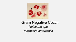 Gram Negative Cocci
Neisseria spp
Moraxella catarrhalis
 