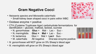 Gram Negative Cocci
• Neisseria species and Moraxella catarrhalis
• Small kidney bean shaped cocci in pairs within WBC
• Oxidase enzyme = positive
• CTA (Cysteine Trypticase Agar) carbohydrate fermentations for
identification – glucose, maltose, lactose, sucrose
• N. gonorrhoeae Gluc + Mal - Lac - Suc -
• N. meningitidis Gluc + Mal + Lac - Suc -
• N. lactamica Gluc + Mal + Lac+ Suc-
• M. catarrhalis All negative Dna’ase enzyme positive
• N. gonorrhoeae will NOT grow on 5% Sheep’s blood agar
• N. meningitidis will grow on 5% Sheep’s blood agar
 