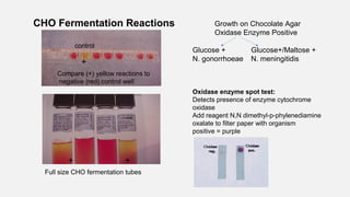 CHO Fermentation Reactions
Compare (+) yellow reactions to
negative (red) control well
+
+ +
Oxidase enzyme spot test:
Detects presence of enzyme cytochrome
oxidase
Add reagent N,N dimethyl-p-phylenediamine
oxalate to filter paper with organism
positive = purple
control
Full size CHO fermentation tubes
Growth on Chocolate Agar
Oxidase Enzyme Positive
Glucose + Glucose+/Maltose +
N. gonorrhoeae N. meningitidis
 