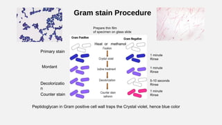 Gram stain Procedure
1 minute
Rinse
Primary stain
Mordant 1 minute
Rinse
5-10 seconds
RinseDecolorizatio
n
Counter stain
1 minute
Rinse
Peptidoglycan in Gram positive cell wall traps the Crystal violet, hence blue color
Prepare thin film
of specimen on glass slide
Heat or methanol
 