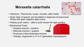 Moraxella catarrhalis
• Infections: Pneumonia, ocular, sinusitis, otitis media
• Gram stain of sputum can be helpful in diagnosis of pneumonia
(Polys with gram negative diplo-cocci)
• Hockey puck colony – able to push across the agar surface
• Biochemical Tests:
• Oxidase enzyme = positive
• DNA’ase enzyme = positive
• Produces a beta lactamase enzyme
• Therapy: Augmentin or 2nd
or 3rd
generation Cephalosporin
 