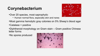 Corynebacterium
•Over 20 species, most saprophytic
• Human normal flora, especially skin and nares
•Most gamma hemolytic gray colonies on 5% Sheep’s blood agar
•Catalase = positive
•Diphtheroid morphology on Gram stain – Gram positive Chinese
letter forms
•No spores produced
 