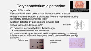 Corynebacterium diphtheriae
• Agent of Diphtheria
• Diphtheritic adherent pseudo membrane produced in throat
• Phage mediated exotoxin is distributed from the membrane causing
respiratory paralysis (virulence factor)
• Exotoxin detected by Elek immuno-diffusion test
• Grows well on 5% Sheep’s BAP
• (1) Selective medium Cysteine Tellurite agar
• Produces black colonies with brown halos
• (2) Metachromatic granules produced from growth on egg containing
Loeffler medium -stain with methylene blue to observe colorful storage
granules
Elek plate
Tellurite agar Metachromatic
granules
 