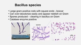Bacillus species
• Large gram positive rods with square ends - boxcar
• Can over-decolorize easily and appear reddish on Gram
• Spores produced – clearing in bacillus on Gram
• Catalase enzyme positive
spores
 