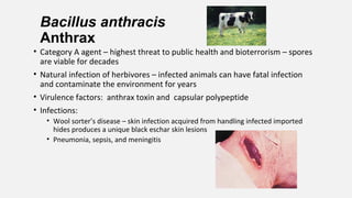 Bacillus anthracis
Anthrax
• Category A agent – highest threat to public health and bioterrorism – spores
are viable for decades
• Natural infection of herbivores – infected animals can have fatal infection
and contaminate the environment for years
• Virulence factors: anthrax toxin and capsular polypeptide
• Infections:
• Wool sorter’s disease – skin infection acquired from handling infected imported
hides produces a unique black eschar skin lesions
• Pneumonia, sepsis, and meningitis
 
