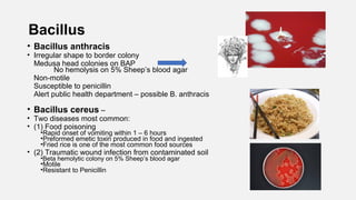 Bacillus
• Bacillus anthracis
• Irregular shape to border colony
Medusa head colonies on BAP
No hemolysis on 5% Sheep’s blood agar
Non-motile
Susceptible to penicillin
Alert public health department – possible B. anthracis
• Bacillus cereus –
• Two diseases most common:
• (1) Food poisoning
•Rapid onset of vomiting within 1 – 6 hours
•Preformed emetic toxin produced in food and ingested
•Fried rice is one of the most common food sources
• (2) Traumatic wound infection from contaminated soil
•Beta hemolytic colony on 5% Sheep’s blood agar
•Motile
•Resistant to Penicillin
 