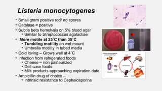 Listeria monocytogenes
• Small gram positive rod/ no spores
• Catalase = positive
• Subtle beta hemolysis on 5% blood agar
• Similar to Streptococcus agalactiae
• More motile at 25˚C than 35˚C
• Tumbling motility on wet mount
• Umbrella motility in tubed media
• Cold loving – Grows well at 4˚C
• Infection from refrigerated foods
• Cheese – non pasteurized
• Deli case foods
• Milk products approaching expiration date
• Ampicillin drug of choice –
• Intrinsic resistance to Cephalosporins
 