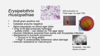 Erysipelothrix
rhusiopathiae
• Small gram positive rod
• Catalase enzyme negative
• Alpha hemolysis on blood agar plate
• Only G+R that produces hydrogen
sulfide (H2S) - can detect on TSI agar slant
– Human infections acquired from swine with Erysipelas infection
– Bacteremia in humans uncommon
• Occurs in IV drug addict
• High % endocarditis /extensive valve damage
– Intrinsic resistance to Vancomycin
H2S production on
Triple sugar iron agar (TSI)
Erysipelas – lacy skin
lesions of swine
 