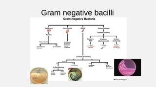 Gram negative bacilli
 