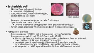 • Escherichia coli
• Normal flora in human intestine
• #1 cause of UTI [@80%]
• Also, bacteremia, neonatal meningitis,
and abdominal infections
• Ferments lactose when grown on MacConkey agar
• Spot indole reaction = positive
• Detects breakdown of tryptophan from growth on blood agar
• Green sheen produced when grown on Eosin methylene blue agar
• Pathogen of diarrhea
• Enterotoxigenic (ETEC) E. coli is the cause of traveler’s diarrhea
• Enterohemorrhagic E. coli (EHEC) (such as 0157:H7)
• Bloody diarrhea acquired from eating undercooked meat from an infected
cow – pathogenicity from Shiga toxin production
• Hemolytic uremic syndrome (HUS) can result [hemolytic anemia,
thrombocytopenia, and renal failure] particularly in young children
• When grown on MAC agar with sorbitol / does NOT ferment sorbitol
Green sheen on
EMB agar
Indole positive
Lactose
fermentor
 