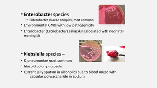 • Enterobacter species
• Enterobacter cloacae complex, most common
• Environmental GNRs with low pathogenicity
• Enterobacter (Cronobacter) sakazakii associated with neonatal
meningitis
• Klebsiella species –
• K. pneumoniae most common
• Mucoid colony - capsule
• Currant jelly sputum in alcoholics due to blood mixed with
capsular polysaccharide in sputum
 