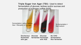 Glu/lac/suc
fermented
with gas
Glucose
fermented
Glucose
fermented
with H2S
No CHO
fermentation
Non fermenter
Triple Sugar Iron Agar (TSI)– Used to detect
fermentation of glucose, lactose and/or sucrose and
production of hydrogen sulfide [H2S]
Fermentation= yellow medium
Gas = Disruption of the agar
H2S
No fermentation =
Red medium
 