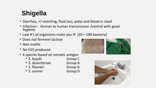 Shigella
• Diarrhea, +/-vomiting, fluid loss, polys and blood in stool
• Infection : Human to human transmission /control with good
hygiene
• Low #’s of organisms make you ill [10 – 100 bacteria]
• Does not ferment lactose
• Non motile
• No H2S produced
• 4 species based on somatic antigen
• S. boydii Group C
• S. dysenteriae Group A
• S. flexneri Group B
• S. sonnei Group D
 
