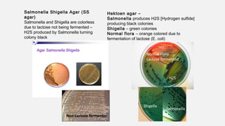 Salmonella Shigella Agar (SS
agar)
Salmonella and Shigella are colorless
due to lactose not being fermented –
H2S produced by Salmonella turning
colony black
Hektoen agar –
Salmonella produces H2S [Hydrogen sulfide]
producing black colonies
Shigella – green colonies
Normal flora – orange colored due to
fermentation of lactose (E. coli)
Non-Lactose fermenter
Shigella
Salmonella
Normal Flora
Lactose fermented
H2S
 