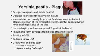 Yersinia pestis - Plague
• Category A agent – call public health!
• Obligate flea/ rodent/ flea cycle in nature
• Human infection usually from a rat flea bite - leads to Bubonic
plague, infection of the lymphatic system, painful buboes (lymph
node swelling) at site of the bite
• Hemorrhagic lymph nodes spread Y. pestis into blood
• Pneumonic form develops from blood stream infection
• Fatality >=50%
• Endemic in SW USA
• Grows well on blood agar
• catalase +, oxidase -
• Bipolar staining “safety pin”
 