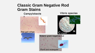 Classic Gram Negative Rod
Gram Stains
Campylobacte
r
Vibrio species
Enteric gram negative rod
Sea gull wings
C shaped
Plumb and rectangular
 