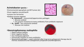 Acinetobacter species –
•Environmental saprophyte and NF human skin
•Gram negative coccoid-bacilli
•Lactose non fermenter
•Oxidase enzyme negative
• Ac. baumannii – nosocomial/opportunistic pathogen
• Glucose oxidizer
• Can acquire resistance to many antibiotics from antibiotic exposure
• Ac. lwoffi – less commonly isolated
• Glucose non oxidizer
•Stenotrophomonas maltophilia
• Rapid maltose oxidizer
• Gram negative bacillus
• Gun metal gray pigment
• Intrinsically resistant to many antibiotics
• Nosocomial pathogen – super-colonizer after long term carbapenem therapy due to
intrinsic resistance to the carbapenems (Imipenem and Meropenem)
 