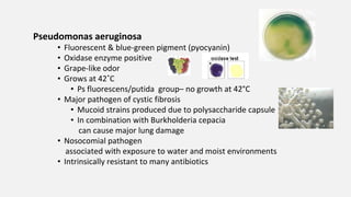 Pseudomonas aeruginosa
• Fluorescent & blue-green pigment (pyocyanin)
• Oxidase enzyme positive
• Grape-like odor
• Grows at 42˚C
• Ps fluorescens/putida group– no growth at 42°C
• Major pathogen of cystic fibrosis
• Mucoid strains produced due to polysaccharide capsule
• In combination with Burkholderia cepacia
can cause major lung damage
• Nosocomial pathogen
associated with exposure to water and moist environments
• Intrinsically resistant to many antibiotics
 