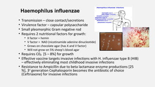 Haemophilus influenzae
• Transmission – close contact/secretions
• Virulence factor – capsular polysaccharide
• Small pleomorphic Gram negative rod
• Requires 2 nutritional factors for growth:
• X factor = hemin
• V factor = NAD (nicotinamide adenine dinucleotide)
• Grows on chocolate agar (has X and V factor)
• Will not grow on 5% sheep’s blood agar
• Requires C0₂ [5 – 8%] for growth
• Effective vaccine targets invasive infections with H. influenzae type B (HIB)
– effectively eliminating most childhood invasive infections
• Resistance to Ampicillin due to beta lactamase enzyme productions [25
%], 3rd
generation Cephalosporin becomes the antibiotic of choice
(Ceftriaxone) for invasive infections
 