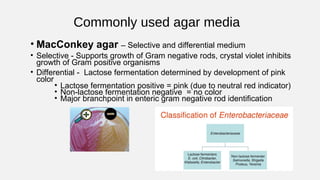 Commonly used agar media
• MacConkey agar – Selective and differential medium
• Selective - Supports growth of Gram negative rods, crystal violet inhibits
growth of Gram positive organisms
• Differential - Lactose fermentation determined by development of pink
color
• Lactose fermentation positive = pink (due to neutral red indicator)
• Non-lactose fermentation negative = no color
• Major branchpoint in enteric gram negative rod identification
 