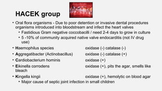 HACEK group
• Oral flora organisms - Due to poor detention or invasive dental procedures
organisms introduced into bloodstream and infect the heart valves
• Fastidious Gram negative coccobacilli / need 2-4 days to grow in culture
• 5 -10% of community acquired native valve endocarditis (not IV drug
use)
• Haemophilus species oxidase (-) catalase (-)
• Aggregatibacter (Actinobacillus) oxidase (-) catalase (+)
• Cardiobacterium hominis oxidase (+)
• Eikinella corrodens oxidase (+), pits the agar, smells like
bleach
• Kingella kingii oxidase (+), hemolytic on blood agar
• Major cause of septic joint infection in small children
 