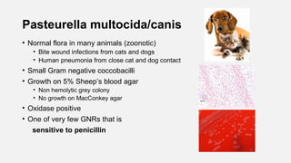 Pasteurella multocida/canis
• Normal flora in many animals (zoonotic)
• Bite wound infections from cats and dogs
• Human pneumonia from close cat and dog contact
• Small Gram negative coccobacilli
• Growth on 5% Sheep’s blood agar
• Non hemolytic grey colony
• No growth on MacConkey agar
• Oxidase positive
• One of very few GNRs that is
sensitive to penicillin
 