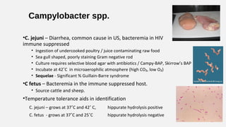 Campylobacter spp.
•C. jejuni – Diarrhea, common cause in US, bacteremia in HIV and
immune suppressed
• Ingestion of undercooked poultry / juice contaminating raw food
• Sea gull shaped, poorly staining Gram negative rod
• Culture requires selective blood agar with antibiotics / Campy-BAP, Skirrow’s BAP
• Incubate at 42˚C in microaerophilic atmosphere (high CO₂, low O₂)
• Sequelae - Significant % Guillain-Barre syndrome
•C fetus – Bacteremia in the immune suppressed host.
• Source cattle and sheep.
•Temperature tolerance aids in identification
C. jejuni – grows at 37˚C and 42˚ C, hippurate hydrolysis positive
C. fetus - grows at 37˚C and 25˚C hippurate hydrolysis negative
 