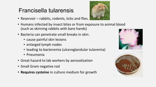 • Reservoir – rabbits, rodents, ticks and flies.
• Humans infected by insect bites or from exposure to animal blood
(such as skinning rabbits with bare hands)
• Bacteria can penetrate small breaks in skin:
• cause painful skin lesions
• enlarged lymph nodes
• leading to bacteremia (ulceroglandular tularemia)
• Pneumonia
• Great hazard to lab workers by aerosolization
• Small Gram negative rod
• Requires cysteine in culture medium for growth
Francisella tularensis
 