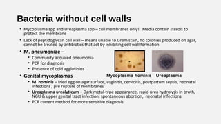 Bacteria without cell walls
• Mycoplasma spp and Ureaplasma spp – cell membranes only! Media contain sterols to
protect the membrane
• Lack of peptidoglycan cell wall – means unable to Gram stain, no colonies produced on agar,
cannot be treated by antibiotics that act by inhibiting cell wall formation
• M. pneumoniae –
• Community acquired pneumonia
• PCR for diagnosis
• Presence of cold agglutinins
• Genital mycoplasmas
• M. hominis – fried egg on agar surface, vaginitis, cervicitis, postpartum sepsis, neonatal
infections , pre rupture of membranes
• Ureaplasma urealyticum – Dark metal-type appearance, rapid urea hydrolysis in broth,
NGU & upper genital tract infection, spontaneous abortion, neonatal infections
• PCR current method for more sensitive diagnosis
UreaplasmaMycoplasma hominis
 