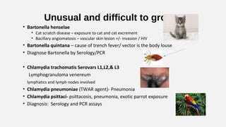Unusual and difficult to grow
• Bartonella henselae
• Cat scratch disease – exposure to cat and cat excrement
• Bacillary angiomatosis – vascular skin lesion +/- invasion / HIV
• Bartonella quintana – cause of trench fever/ vector is the body louse
• Diagnose Bartonella by Serology/PCR
• Chlamydia trachomatis Serovars L1,L2,& L3
Lymphogranuloma venereum
lymphatics and lymph nodes involved
• Chlamydia pneumoniae (TWAR agent)- Pneumonia
• Chlamydia psittaci- psittacosis, pneumonia, exotic parrot exposure
• Diagnosis: Serology and PCR assays
 