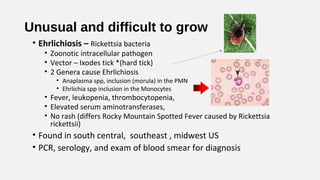 Unusual and difficult to grow
• Ehrlichiosis – Rickettsia bacteria
• Zoonotic intracellular pathogen
• Vector – Ixodes tick *(hard tick)
• 2 Genera cause Ehrlichiosis
• Anaplasma spp, inclusion (morula) in the PMN
• Ehrlichia spp inclusion in the Monocytes
• Fever, leukopenia, thrombocytopenia,
• Elevated serum aminotransferases,
• No rash (differs Rocky Mountain Spotted Fever caused by Rickettsia
rickettsii)
• Found in south central, southeast , midwest US
• PCR, serology, and exam of blood smear for diagnosis
 
