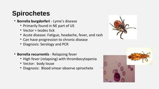 Spirochetes
• Borrelia burgdorferi - Lyme’s disease
• Primarily found in NE part of US
• Vector = Ixodes tick
• Acute disease: Fatigue, headache, fever, and rash
• Can have progression to chronic disease
• Diagnosis: Serology and PCR
• Borrelia recurrentis - Relapsing fever
• High fever (relapsing) with thrombocytopenia
• Vector: body louse
• Diagnosis: Blood smear observe spirochete
 