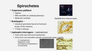 Spirochetes
• Treponema pallidum
• Syphilis
• RPR and VDRL for antibody detection
• Molecular methods
• Brachyspira –
• intestinal spirochete found on the brush
border of the intestine,
• ?? Role in disease
• Leptospira interrogans – Leptospirosis
• Fever with rash and renal involvement
• Urine from rats and other animals contaminate water supplies
Darkfield from chancre lesion
(1) Leptospirosis –
Shepherd’s crook
(2) Presence of spirochete in
a renal tubule
(1) (2)
 