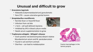 Unusual and difficult to grow
• Granuloma inguinale
• Klebsiella (Calymmatobacterium) granulomatis
• Rare STD – causes ulcerative genital lesions
• Streptobacillus moniliformis
• Rat bite fever or Haverhill fever
• Infection from rat bite
• L form - cell wall deficient bacteria
• Inhibited by SPS in blood culture media
• Needs serum supplementation to grow
• Tropheryma whipplei - Whipple’s disease
• Gram positive rod (Actinomycete) distant relative
Mycobacterium avium and M. paratuberculosis
• Found in soil and farm animals
• Diarrhea – can lead to malabsorption Foamy macrophages in the
lamina propria
 