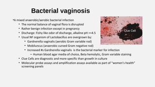 Bacterial vaginosis
•A mixed anaerobic/aerobic bacterial infection
• The normal balance of vaginal flora is disrupted
• Rather benign infection except in pregnancy
• Discharge: Fishy like odor of discharge, alkaline pH >=4.5
• Usual NF organism of Lactobacillus are overgrown by:
• Gardnerella vaginalis (aerobic Gram variable rod)
• Mobiluncus (anaerobic curved Gram negative rod)
• Increased #s Gardnerella vaginalis is the bacterial marker for infection
– Human blood agar media of choice, Beta hemolytic, Gram variable staining
• Clue Cells are diagnostic and more specific than growth in culture
• Molecular probe assays and amplification assays available as part of “women’s health”
screening panels
Clue Cell
 