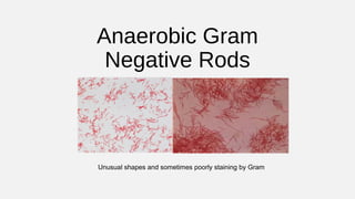 Anaerobic Gram
Negative Rods
Unusual shapes and sometimes poorly staining by Gram
 