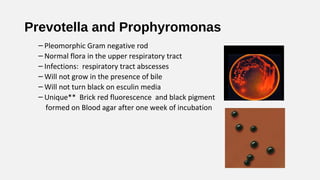 Prevotella and Prophyromonas
– Pleomorphic Gram negative rod
– Normal flora in the upper respiratory tract
– Infections: respiratory tract abscesses
– Will not grow in the presence of bile
– Will not turn black on esculin media
– Unique** Brick red fluorescence and black pigment
formed on Blood agar after one week of incubation
 